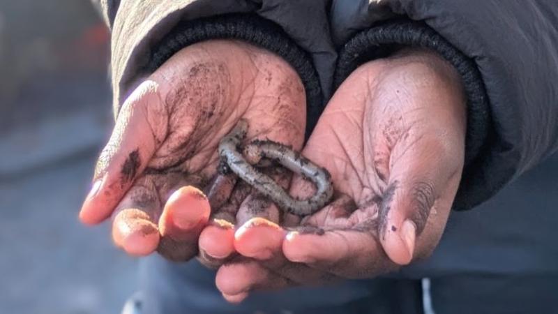 A child holding a newt in cupped hands