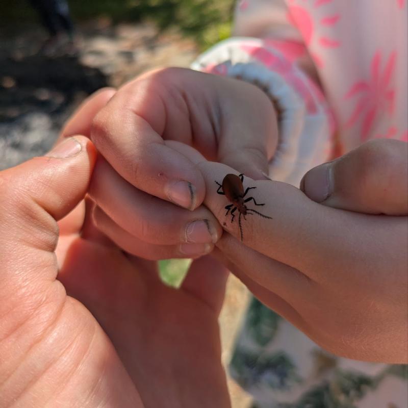 Hands gently holding a spider