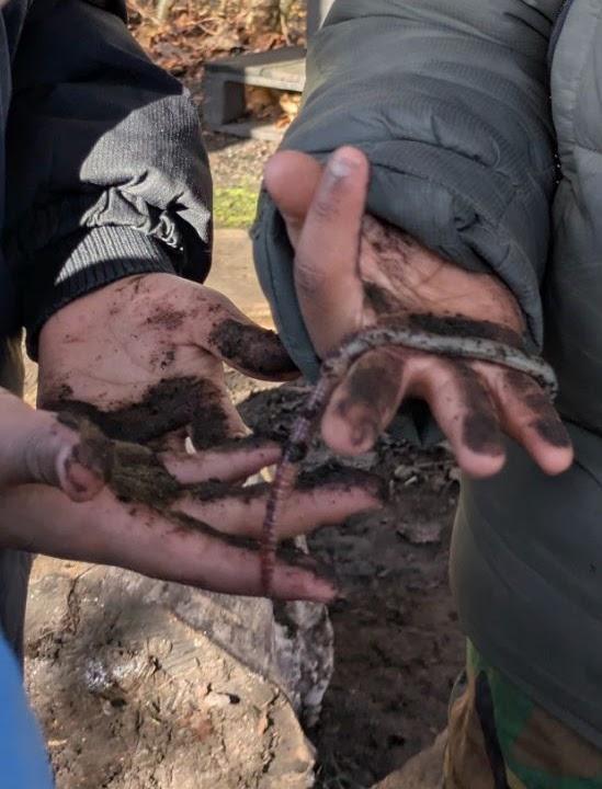 Muddy hands holding earthworms