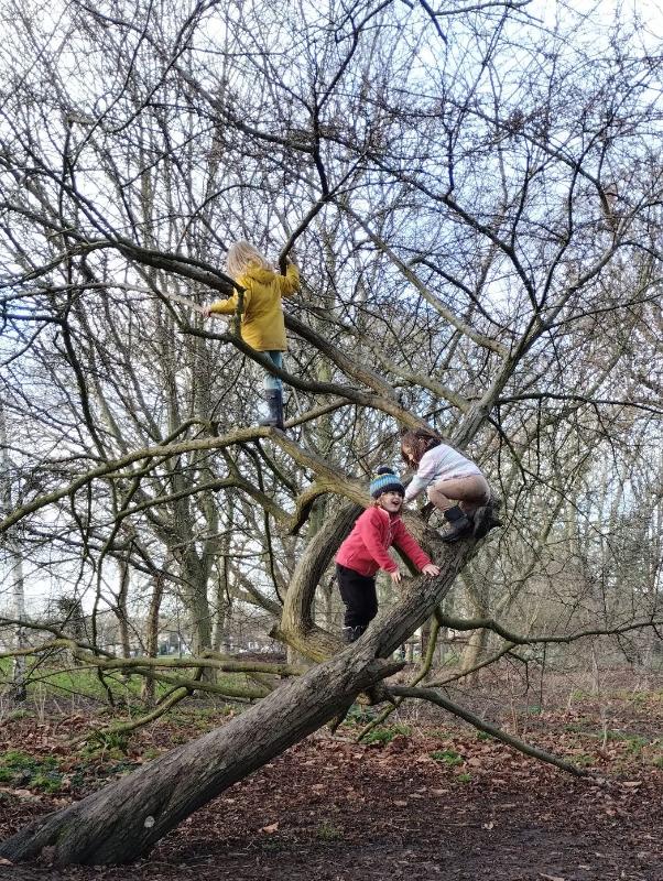 A child climbing a fallen tree in the woods